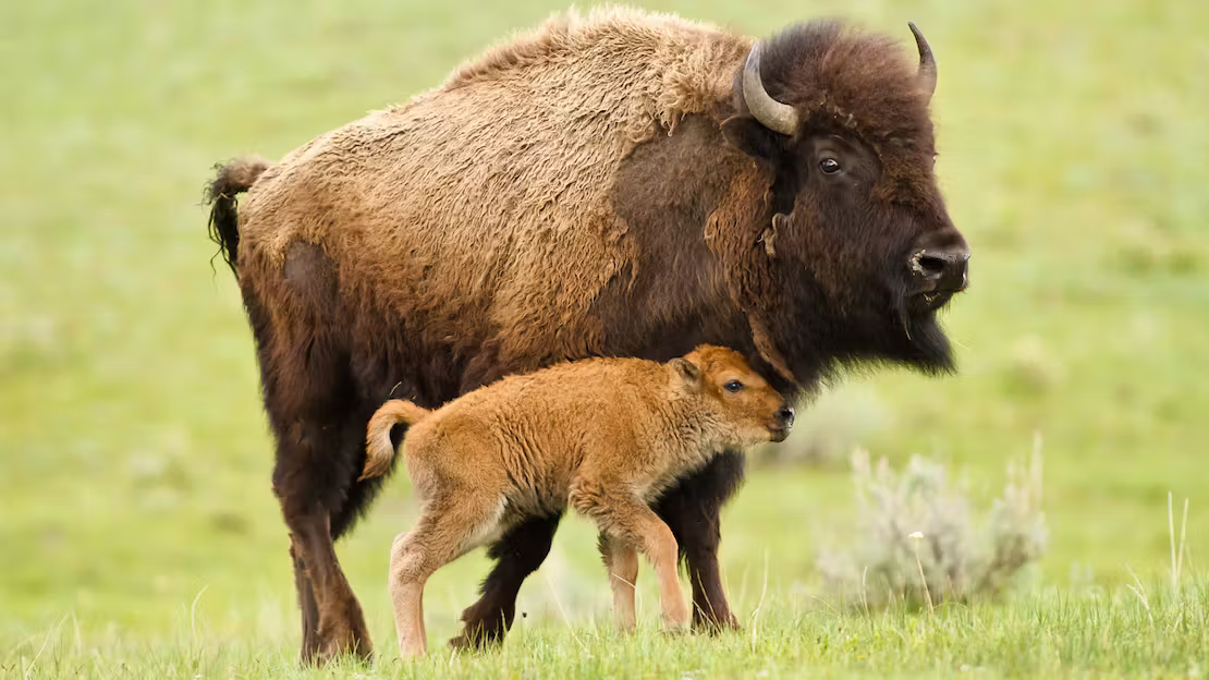 Bison