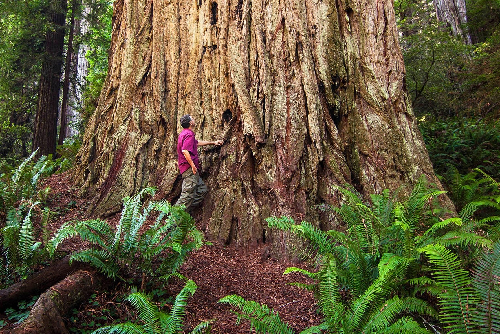 Redwood